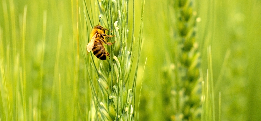 abeille et blé Bio farine